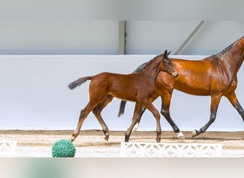 Caballo deportivo polaco, Semental, Potro (06/2026)