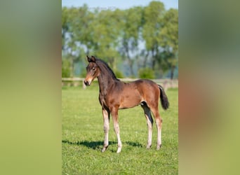 Caballo deportivo polaco, Semental, Potro (03/2026), Castaño