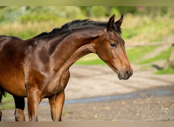 Caballo deportivo polaco, Semental, Potro (03/2026), Castaño