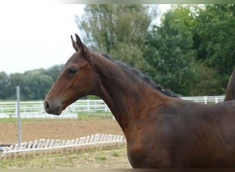 Caballo deportivo polaco, Semental, Potro (01/2026), Castaño