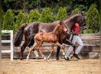 Caballo deportivo polaco, Semental, Potro (07/2026), Castaño