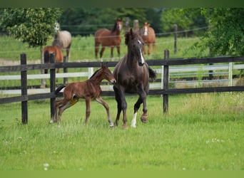 Caballo deportivo polaco, Semental, Potro (07/2026), Castaño