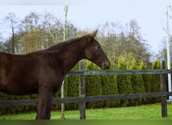 Caballo deportivo polaco, Semental, Potro (07/2025), Negro