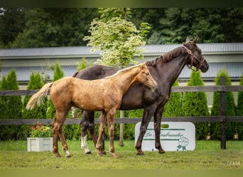 Caballo deportivo polaco, Semental, Potro (04/2025), Palomino