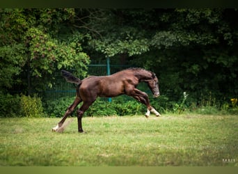 Caballo deportivo polaco, Semental, Potro (06/2026), Tordo