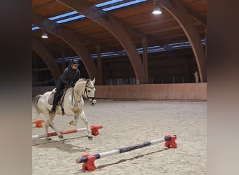 Caballo deportivo polaco, Yegua, 10 años, 162 cm, Tordo