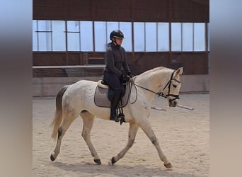 Caballo deportivo polaco, Yegua, 10 años, 162 cm, Tordo