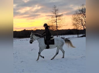 Caballo deportivo polaco, Yegua, 10 años, 163 cm, Tordo