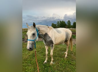 Caballo deportivo polaco, Yegua, 10 años, 165 cm, White/Blanco
