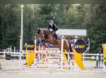 Caballo deportivo polaco, Yegua, 10 años, 170 cm, Castaño