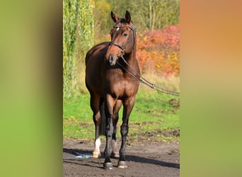 Caballo deportivo polaco, Yegua, 11 años, 167 cm, Castaño