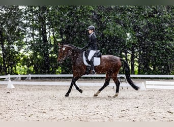 Caballo deportivo polaco, Yegua, 11 años, 167 cm, Castaño rojizo