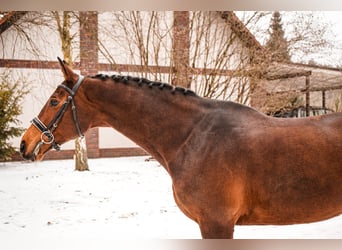 Caballo deportivo polaco, Yegua, 11 años, 170 cm, Castaño