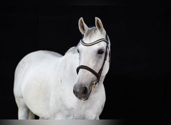 Caballo deportivo polaco, Yegua, 12 años, 165 cm, Tordo