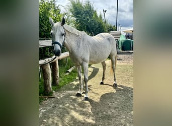 Caballo deportivo polaco, Yegua, 13 años, 158 cm