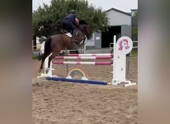 Caballo deportivo polaco, Yegua, 13 años, 165 cm, Castaño