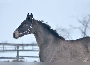 Caballo deportivo polaco, Yegua, 13 años, 167 cm, Buckskin/Bayo