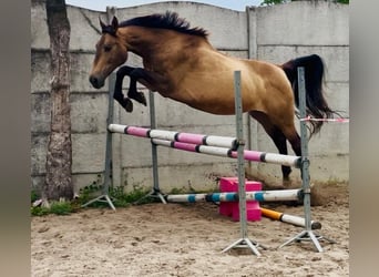 Caballo deportivo polaco, Yegua, 13 años, 167 cm, Buckskin/Bayo