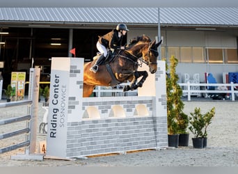Caballo deportivo polaco, Yegua, 14 años, 172 cm, Castaño oscuro