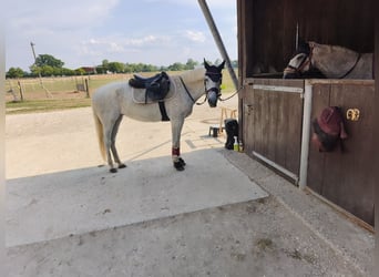 Caballo deportivo polaco, Yegua, 15 años, 150 cm, Tordo picazo