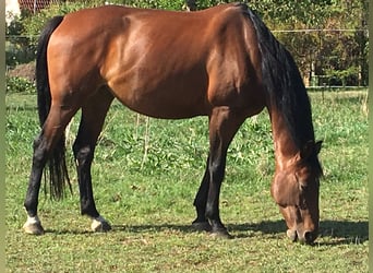 Caballo deportivo polaco, Yegua, 15 años, 170 cm, Castaño