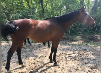 Caballo deportivo polaco, Yegua, 15 años, 170 cm, Castaño