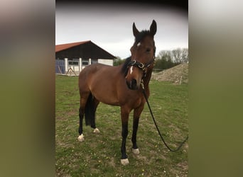 Caballo deportivo polaco, Yegua, 15 años, 170 cm, Castaño