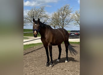 Caballo deportivo polaco, Yegua, 15 años, 170 cm, Castaño