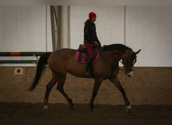 Caballo deportivo polaco, Yegua, 15 años, 170 cm, Castaño rojizo