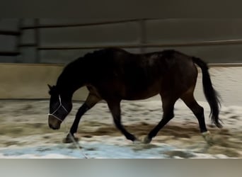 Caballo deportivo polaco, Yegua, 16 años, 170 cm, Castaño oscuro