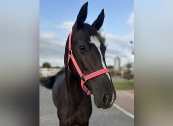 Caballo deportivo polaco, Yegua, 1 año, 143 cm, Negro