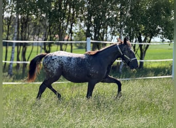 Caballo deportivo polaco, Yegua, 1 año, 160 cm, Atigrado/Moteado