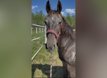 Caballo deportivo polaco, Yegua, 1 año, 160 cm, Atigrado/Moteado