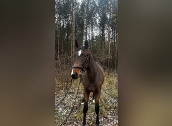 Caballo deportivo polaco, Yegua, 1 año, 165 cm, Castaño