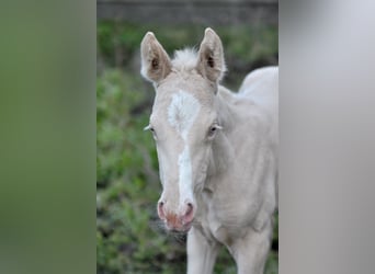 Caballo deportivo polaco, Yegua, 1 año, 165 cm, Cremello
