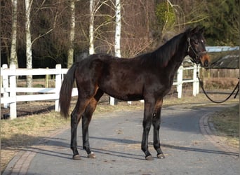 Caballo deportivo polaco, Yegua, 1 año, 167 cm, Castaño oscuro