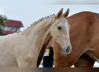 Caballo deportivo polaco, Yegua, 1 año, 167 cm, Palomino