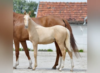 Caballo deportivo polaco, Yegua, 1 año, 167 cm, Palomino