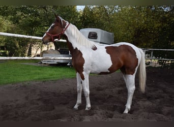 Caballo deportivo polaco, Yegua, 1 año, 170 cm, Pío