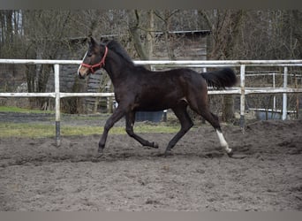 Caballo deportivo polaco, Yegua, 1 año, 175 cm, Castaño