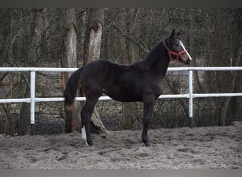 Caballo deportivo polaco, Yegua, 1 año, 175 cm, Castaño