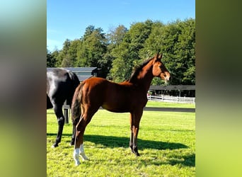 Caballo deportivo polaco, Yegua, 1 año