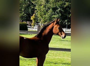 Caballo deportivo polaco, Yegua, 1 año