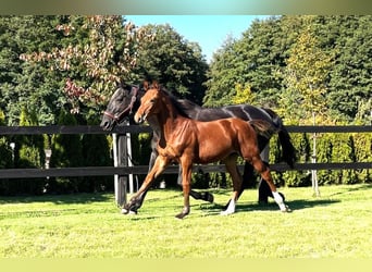 Caballo deportivo polaco, Yegua, 1 año