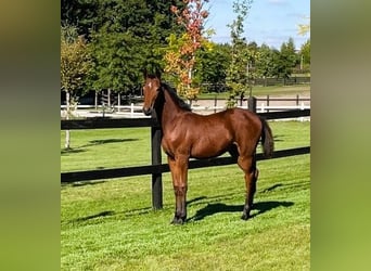 Caballo deportivo polaco, Yegua, 1 año, Castaño