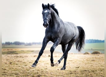 Caballo deportivo polaco, Yegua, 2 años, 160 cm, Tordo