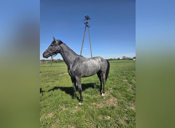 Caballo deportivo polaco, Yegua, 2 años, 163 cm, Tordo