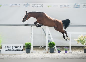 Caballo deportivo polaco, Yegua, 2 años, 168 cm, Castaño rojizo