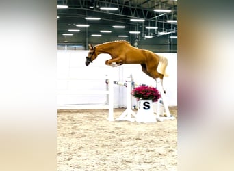 Caballo deportivo polaco, Yegua, 2 años, 170 cm, Palomino