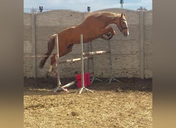 Caballo deportivo polaco, Yegua, 2 años, 170 cm, Palomino